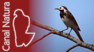 Lavandera blanca Motacilla alba White Wagtail 4K [upl. by Jagir]