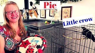 The results video for Pie and Little Crow [upl. by Panayiotis]