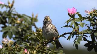 Potrzeszcz Emberiza calandra Ptaki Polski [upl. by Leafar366]