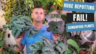 scindapsus plant care  huge repotting failure jade satin exotica and treubii [upl. by Frida]