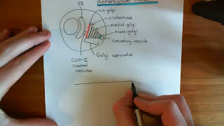 The Golgi and Anterograde Transport Part 1 [upl. by Cutler585]