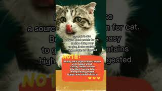 Did you know  Benefits of tempe for cats cat kucing catfood shorts [upl. by Errot]