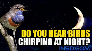 Do You Hear Birds Chirping At Night  in5dcom [upl. by At43]