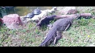 Visité El Zoológico De Mallasa En La Paz Bolivia  Mi Primer Video [upl. by Jarv]