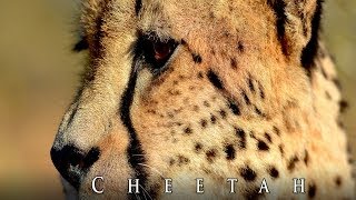 Cheetah Wildlife Channel  Photos of Africa [upl. by Acissehc]