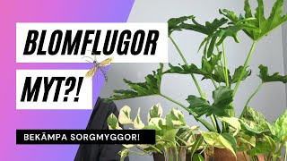 Så blir du av med sorgmyggorna  Fakta och myter [upl. by Latoyia821]