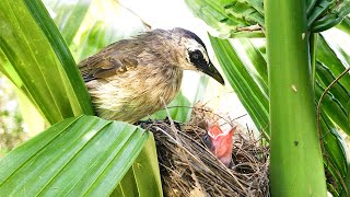 Mother Bird Only Feeds to One Chick 5 – Yellowvented Bulbul Looks So Wet After Find New Food E197 [upl. by Yrome453]