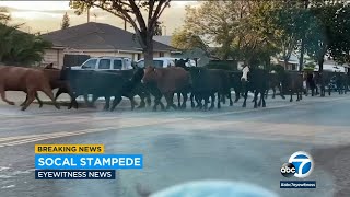 Cows stampede through Pico Rivera neighborhood  ABC7 [upl. by Deron]