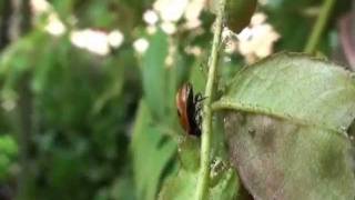 Releasing ladybirds to control aphids greenfly and blackfly by Green Gardener [upl. by Suollecram]