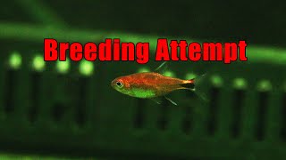 Ruby Tetra Breeding Attempt how long will it take for me to succeed [upl. by Sherrie862]