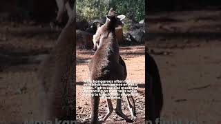 Why Kangaroo Fight 🦘Kangaroo Boxing Fight  Boxing Kangaroo oneminutefact animalfact [upl. by Evania]