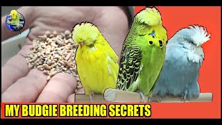 😱 MY BUDGIE BREEDING SECRETS aviary visit to Olavo Cabaço PortugalEXHIBITION BUDGIE Budgie Planet [upl. by Marsden]