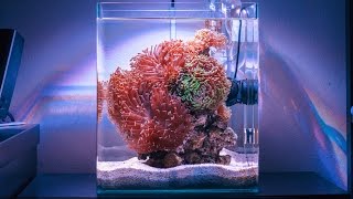 Hammer Heaven Reef Tank Absolutely STUNNING [upl. by Odelle]