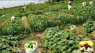 Cucumber farming  Village Farming  Intercropping vegetable  companion Plants for cucumber [upl. by Araet]