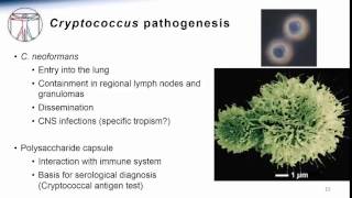 4 Cryptococcus [upl. by Solegnave]