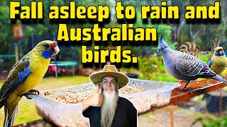 4K Australian Birds amp Rain Video I sleep to ASMR Afternoon in MY Garden [upl. by Elmina]