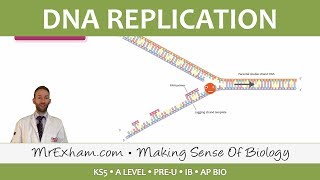 Cell Replication  DNA Replication  Post 16 Biology A Level PreU IB AP Bio [upl. by Mufi]