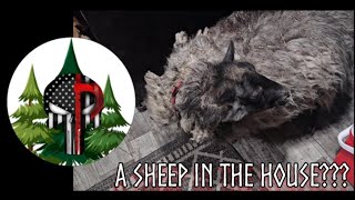 A Sheep in the House sheep farmanimals shedwars24 [upl. by Moody]