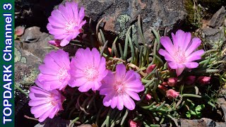 12 Lindas Variedades de Lewisia [upl. by Nomyar454]