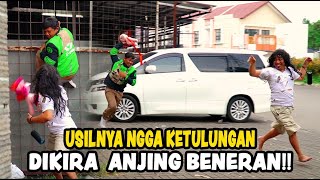 SEMUA PANIK  DIKEJAR ANJING PALSU [upl. by Semela535]