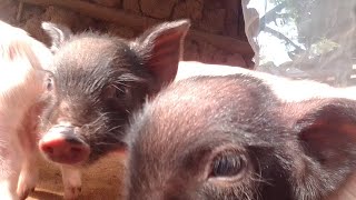 piglets management from birth to weaning [upl. by Eilasor]