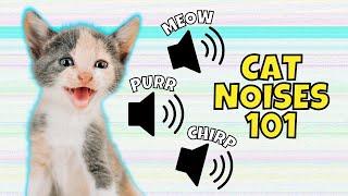 8 Common Cat Noises amp What They Mean [upl. by Stein]