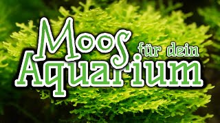 Moose für dein Aquarium  Aquarienpflanzen [upl. by Antoinetta]