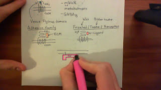 Adenylyl Cyclase Part 2 [upl. by Alhak]