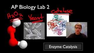 AP Biology Lab 2 Enzyme Catalysis [upl. by Attenad387]