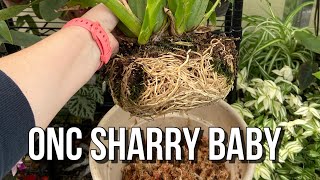 Repotting Oncidium Sharry Baby Orchid Care For Beginners [upl. by Adnik]