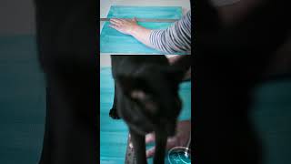 Les grilles cat tutorial art painting preparation [upl. by Milda494]