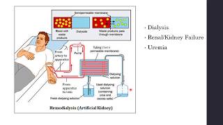 Disorders of Excretory System  Haemodialysis Artificial Kidney  Biology Class 11NEET [upl. by Ayokal]