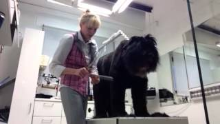 Briard im Hundesalon CF Expert [upl. by Maia]