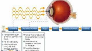 Physiology of the Cornea [upl. by Ailad]