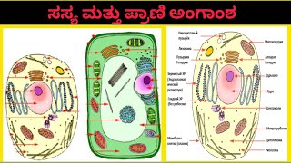 ಸಸ್ಯ ಮತ್ತು ಪ್ರಾಣಿ ಅಂಗಾಂಶಅಂಗಾಂಶ 9th ಕ್ಲಾಸ್angamsha9th classTETHSTRGPSTRscience class [upl. by Nishi]