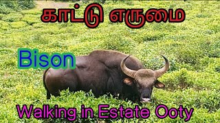 Bison Walking in Estate Ooty  Wild buffalo [upl. by Tasiana608]