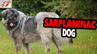 🐕 Sarplaninac Dog – All About The Sarplaninac Dog Breed [upl. by Warwick]