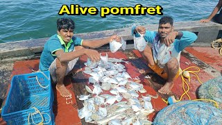 जिवंत पापलेटची मासेमारी🐟alive pomfret fishing mumbai indian fishing ⛵ [upl. by Acirretahs283]