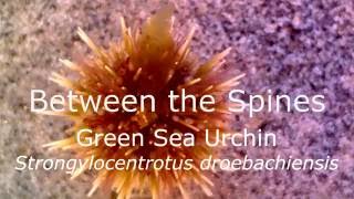 Green Sea Urchin Strongylocentrotus droebachiensis [upl. by Ivette599]