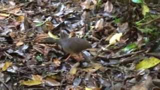 Slatybreasted Tinamou Crypturellus boucardi [upl. by Ennoirb]