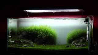 GreenampGrey Aquarium  Day 97  Overall status [upl. by Issim]