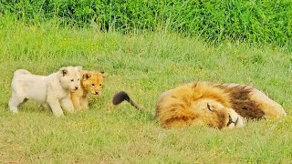 Naughty Lion Cubs Bother Dad Trying to Sleep [upl. by Hortensa825]