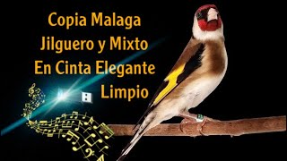 Copia Malaga Limpio contiene puntos positivos y cante nuevo para memorización jilguero y Mixto [upl. by Oninotna845]