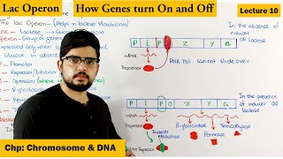 Regulation of gene Expression  Lac Operon  Lecture 10 [upl. by Nike]