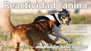 Tratamiento y comprensión de la reactividad canina parte 2 [upl. by Charlean]