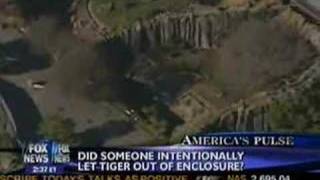 Tiger Escapes San Fran Zoo 1 killed UPDATE [upl. by Frederic837]