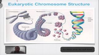 Chapter 12A Part 3  DNA Double Helix Structure [upl. by Yecniuq]