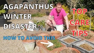 Agapanthus Care  Agapanthus TOP CARE TIPS [upl. by Newkirk]