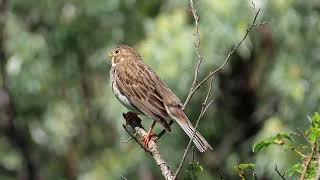 ПросянкаEmberiza calandra Corn Bunting [upl. by Ltsyrk653]