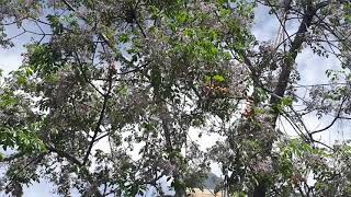 Chinaberry tree or zanzalakht زنزلخت tree blossoming in the spring [upl. by Wiese]